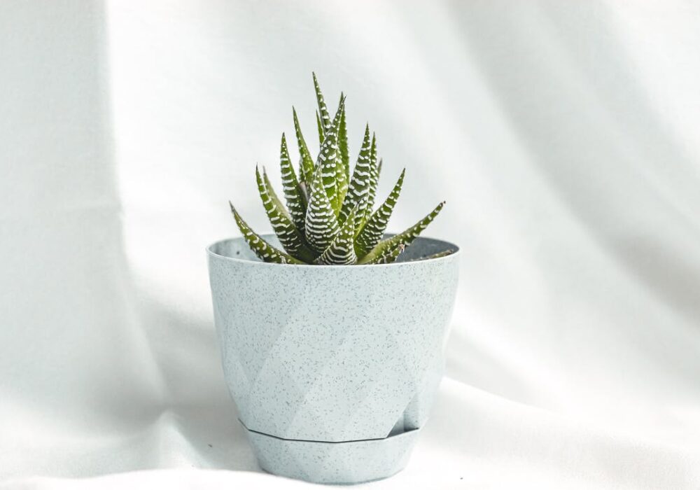 L’aloe vera a Fuerteventura, una ricchezza naturale.