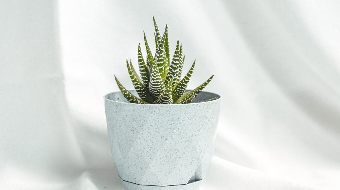 L’aloe vera a Fuerteventura, una ricchezza naturale.
