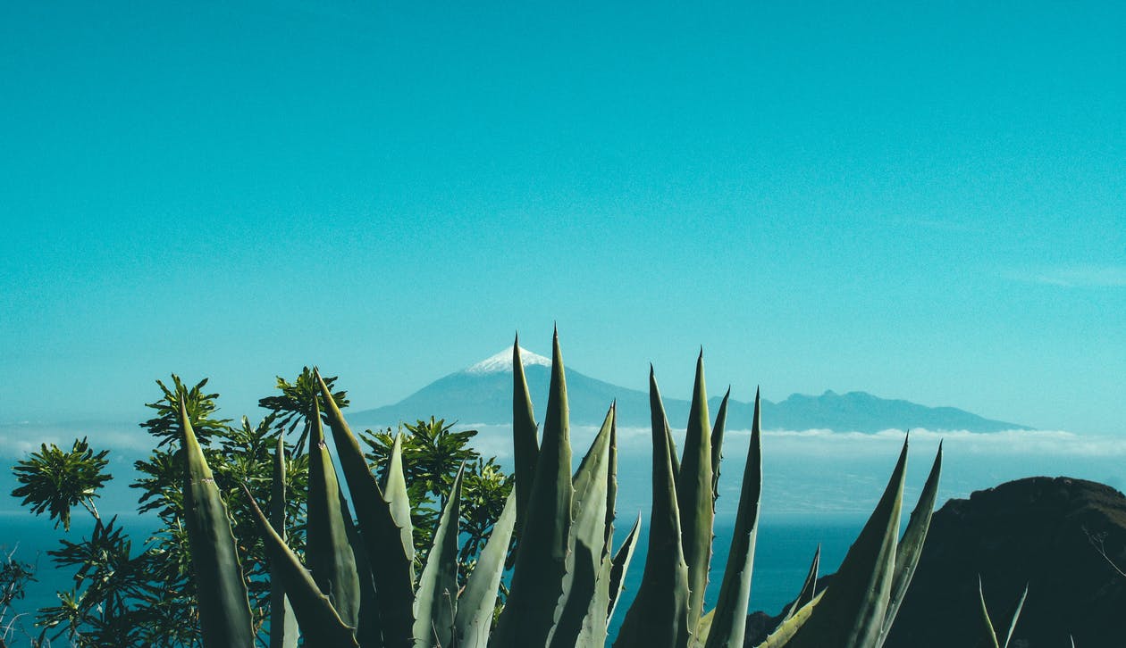 Aloe vera di Fuerteventura