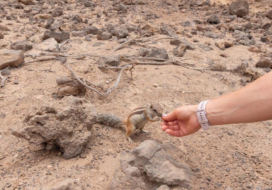 La cosa più bella di Fuerteventura