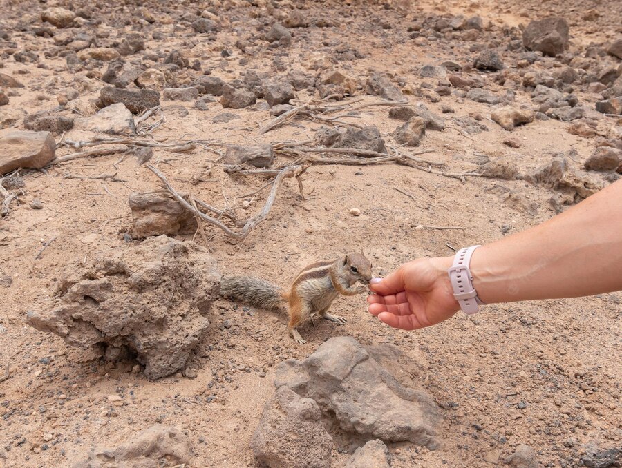 La cosa più bella di Fuerteventura