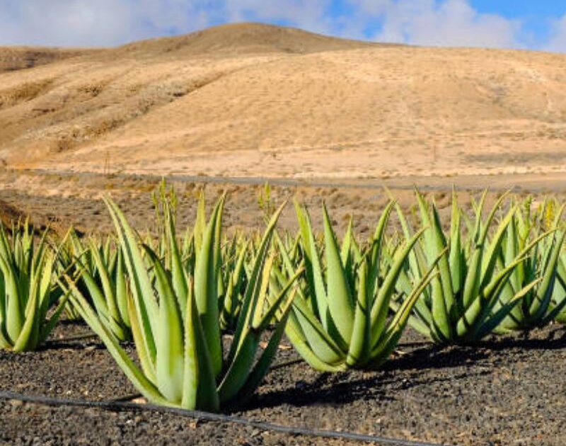 Finca Canarias Aloe Vera