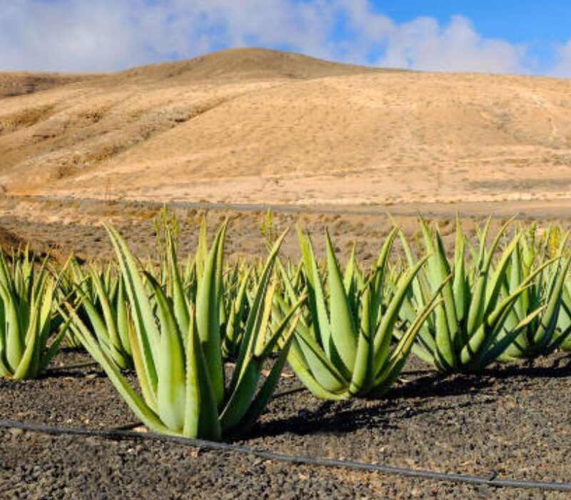 Finca Canarias Aloe Vera